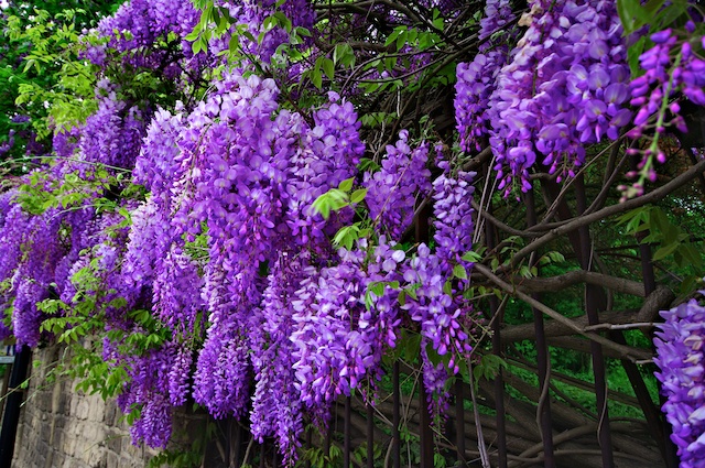 4564162218-6cbf97e025-z