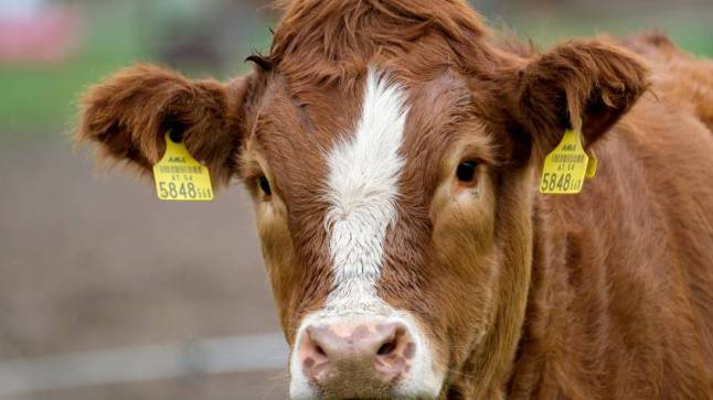 cow-5675684-845x475-1