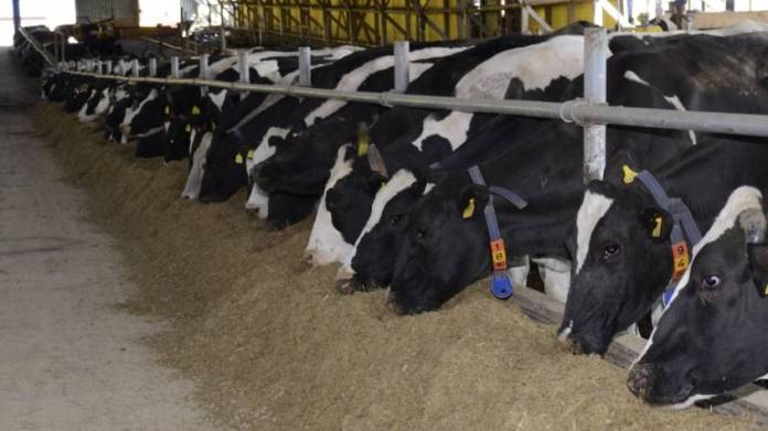 cows-farm-ag-milk-eating-straw-670919-845x475-1