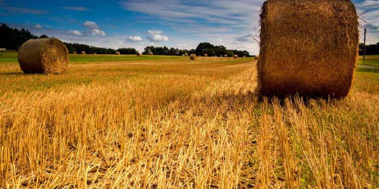 Menace sur l’approvisionnement alimentaire mondial